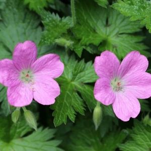 les géraniums des marais  roses