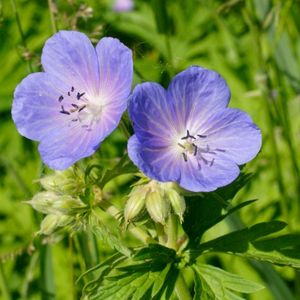 les géraniums des près violettes aux nuances de bleues