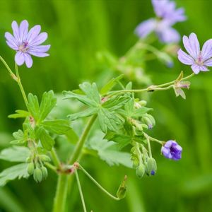 Les géraniums des Pyrénées mauves