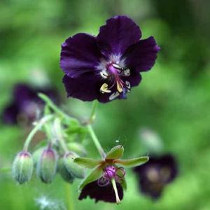 Le géranium livide violet