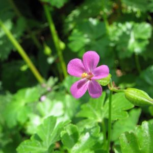 le géranium luisant rose