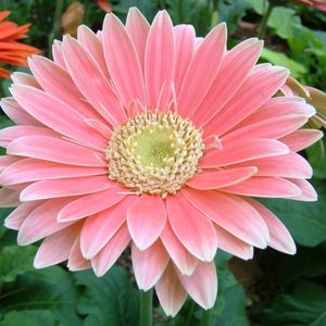 la gerbera rose