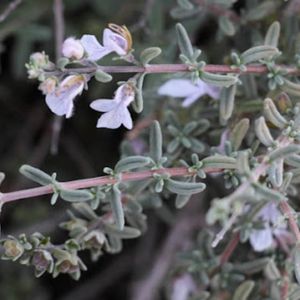 les germandrées à feuilles courtes blanches