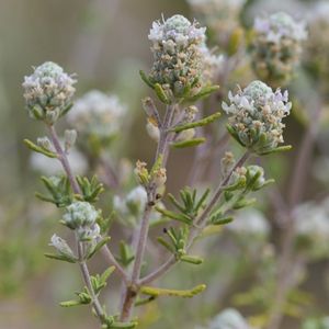 des germandrées à tête laineuse blanches