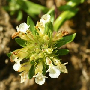 les germandrées des montagnes blanches