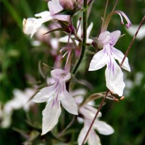 des germandrées faux petit-pin blanches