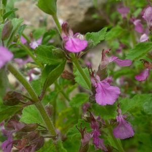 des germandrées petit-chêne mauves