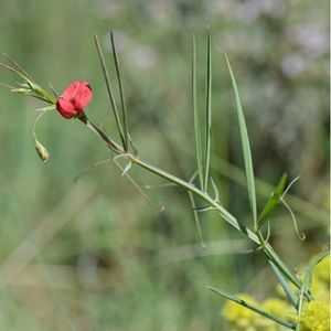 la gesse à feuilles très fines rouge