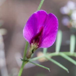 la gesse anguleuse rose