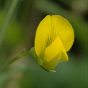 la gesse aphaca jaune