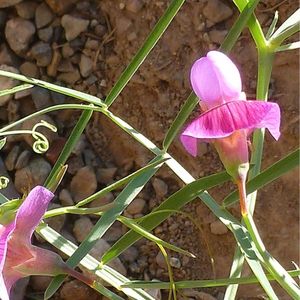 les gesses articulées roses