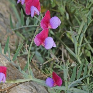 les gesses climènes mauves et roses