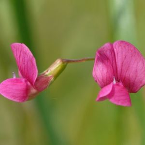 les gesses de Nisolles roses