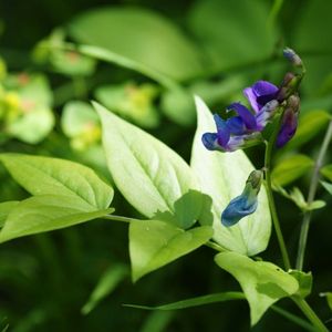 la gesse de printemps violette