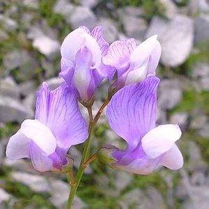 la gesse filiforme mauve