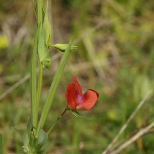 la gesse rouge