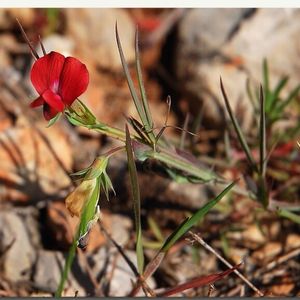 la gessette rouge