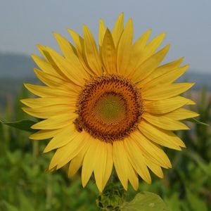 le girasol jaune