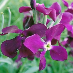 les giroflées des jardins violettes