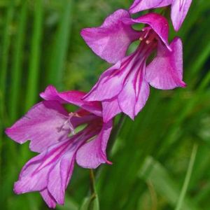 les glaïeuls des marais mauves