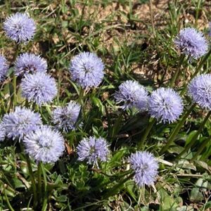 des globulaires à feuilles en cœurs mauves