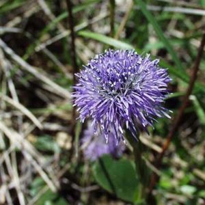 le globulaire commune mauve