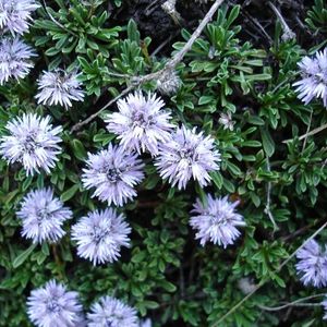 des globulaires rampantes mauves