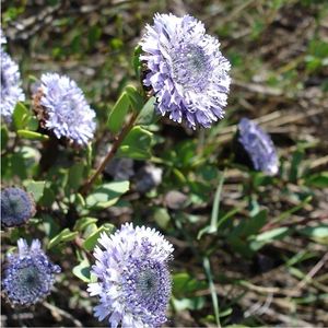 des globulaires mauves