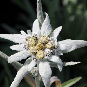 le gnaphale à pied de lion blanc