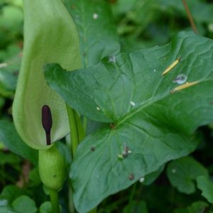 le gouet maculé vert