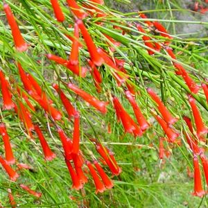 les gouttes de sang rouges