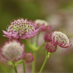 les grandes astrances roses