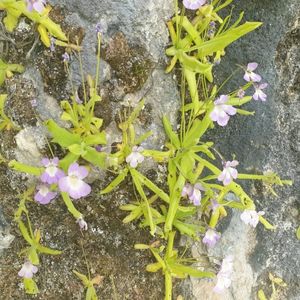 des grassettes à feuilles longues mauves