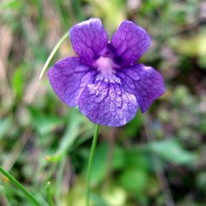 la grassette à grande fleur violette