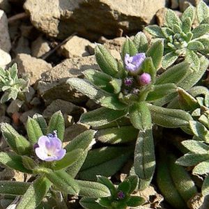 les grémils à fleurs variées mauves