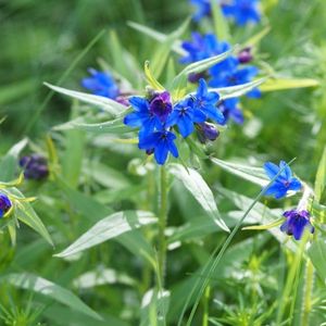 les grémils pourpre bleu