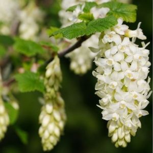 des groseillers blancs