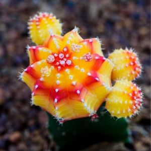 des Gymnocalycium mihanovichii jaunes