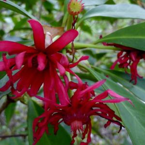 des illiciums rouges