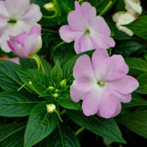 des impatiens mauves