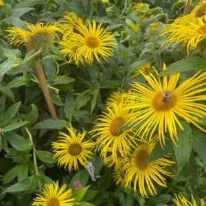 des inulas heleniums jaunes