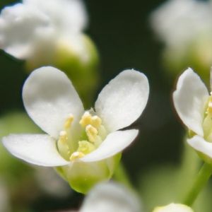 des ionopsidiums blancs