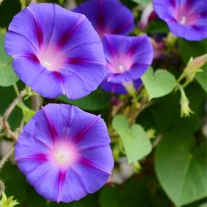 des ipomées violettes aux nuances de bleues