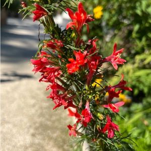 des ipomopsis rouges