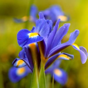 des iris bleus