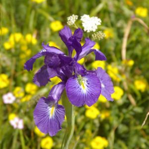 iris des Pyrénées violets