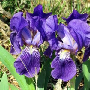 iris des garrigues bleus