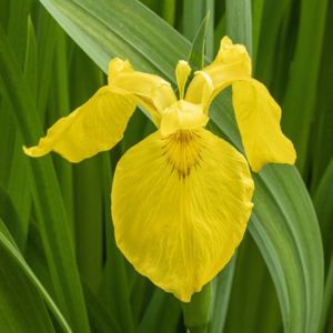 l'iris jaune