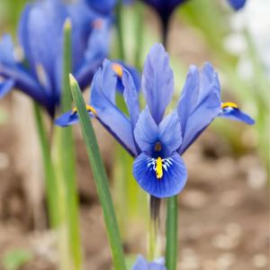 les iris nains bleus