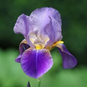 l'iris violet